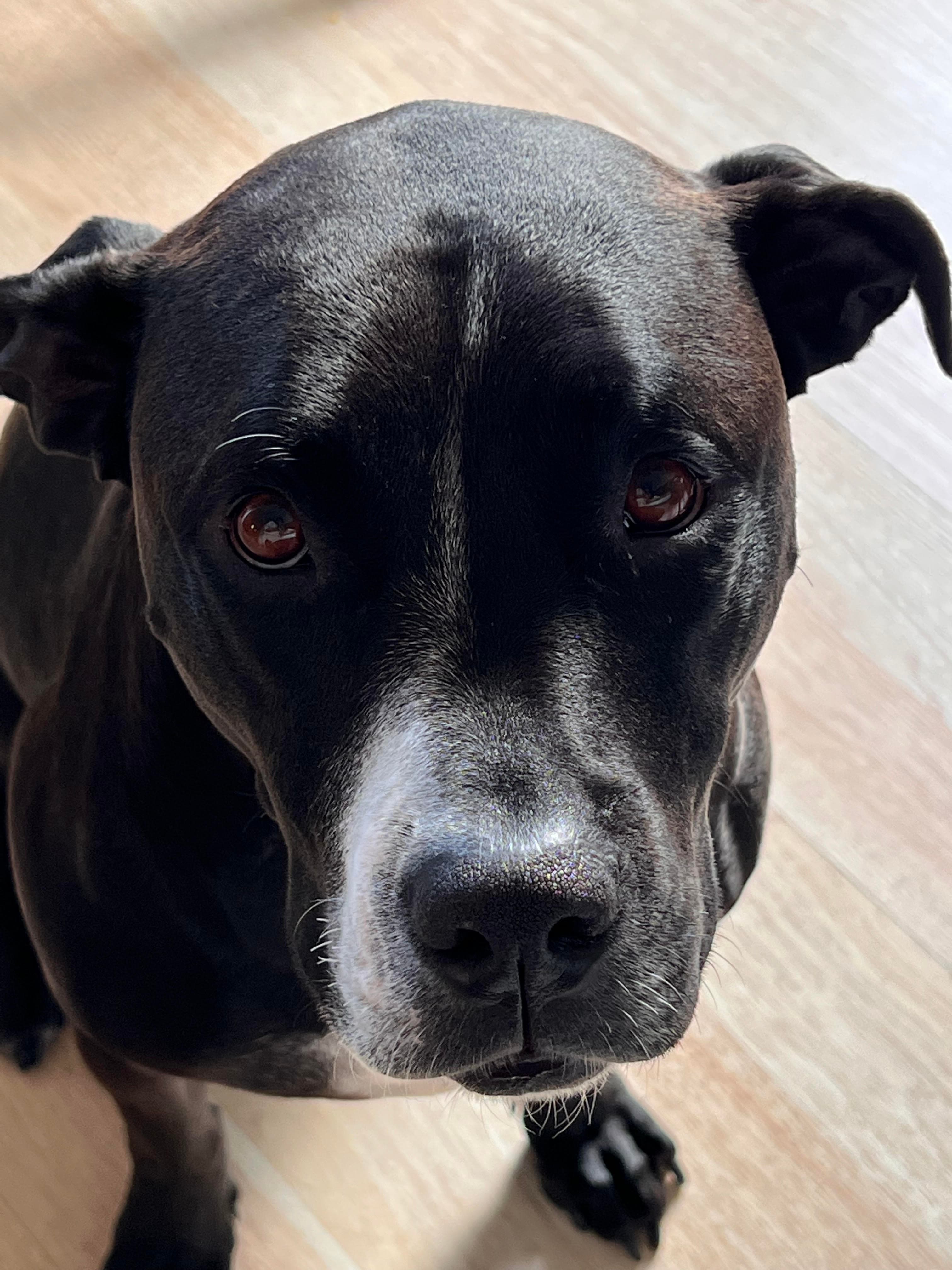 my dog